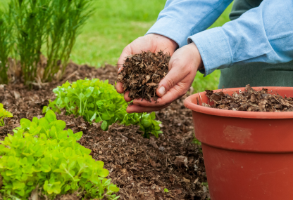 Mulching the soil - Green Place