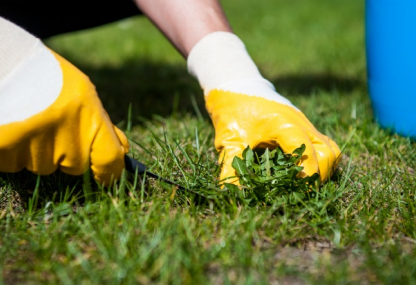 Weed removal - Green Place