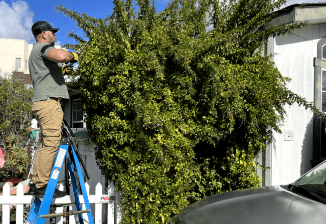 A worker carefully trims bushes in the garden