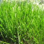 Fescue