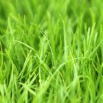 Ryegrass