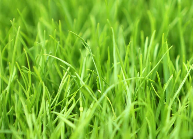 Ryegrass