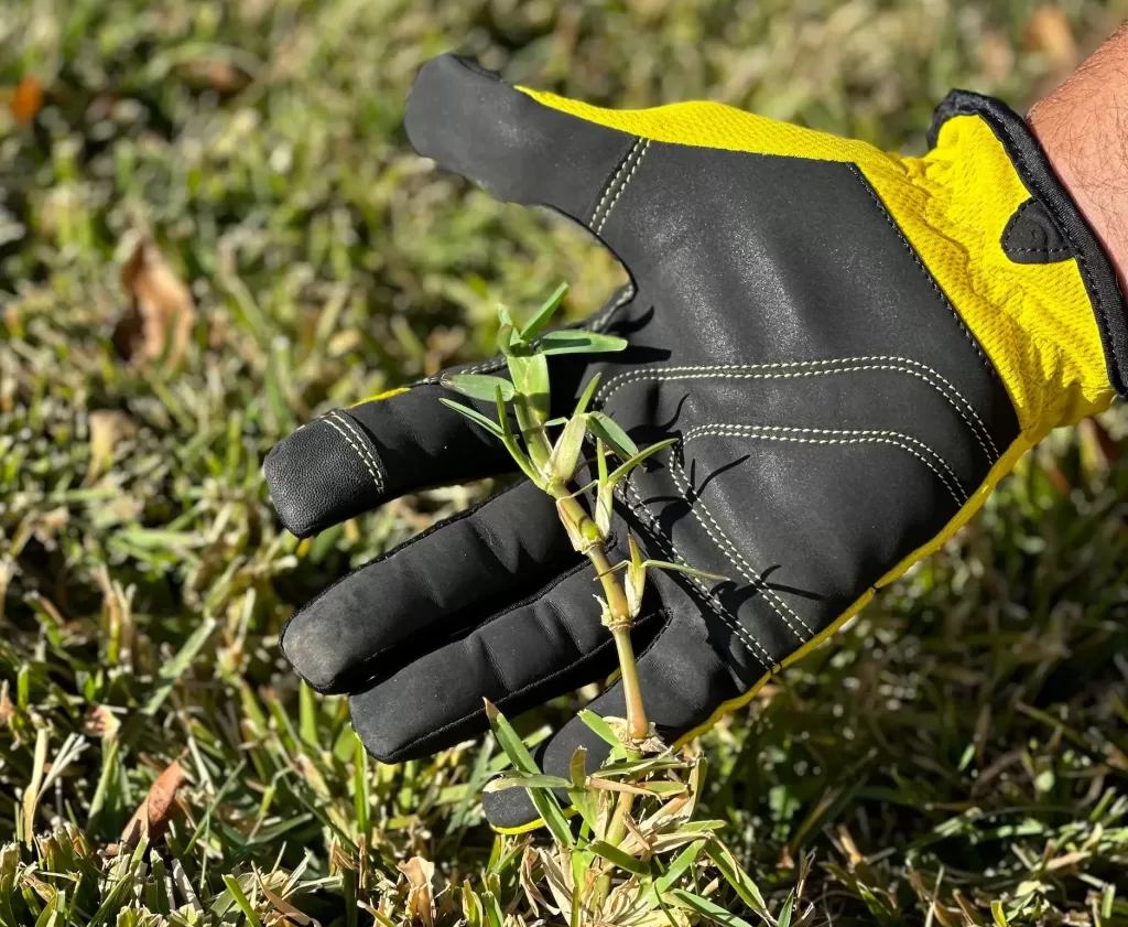 When To Dethatch Lawn In California