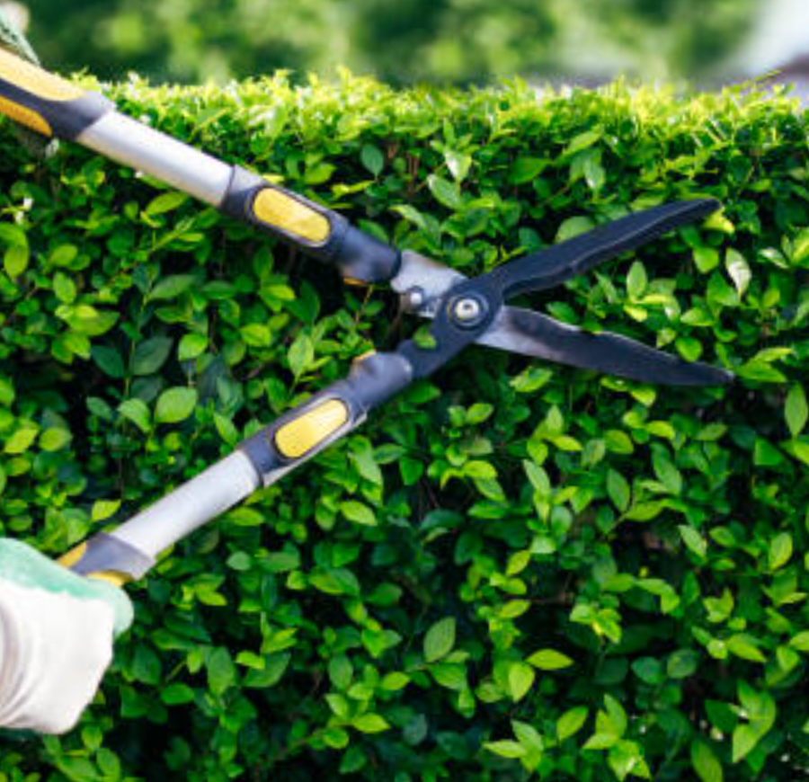 Why Shrub Pruning is Essential for Your Landscape’s Health and Appearance