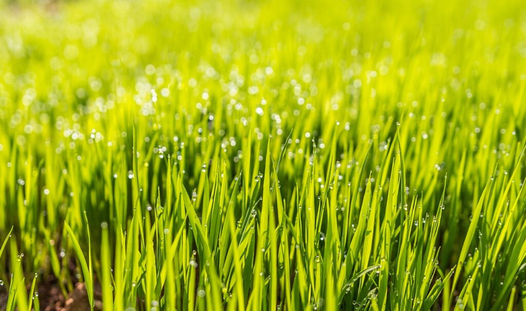 Benefits of professional fungus control