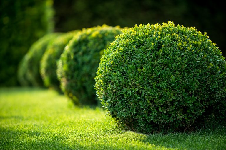 Types of Shrub Trimming: A Guide to Enhancing Your Garden’s Aesthetics and Health