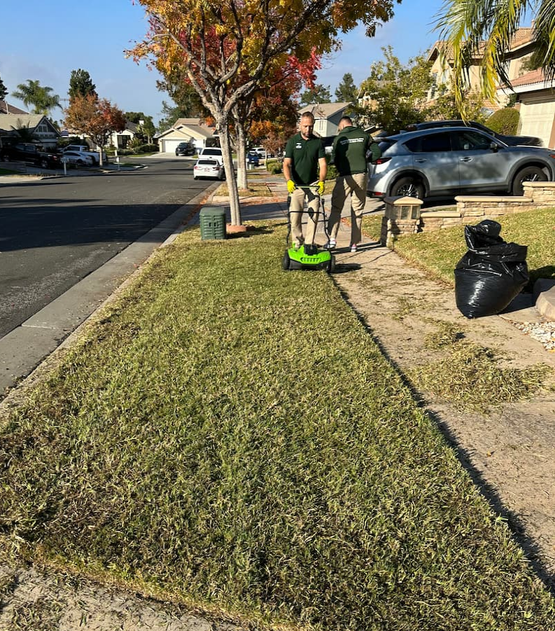 Get a Lush, Green Lawn Year-Round: California Overseeding Guide