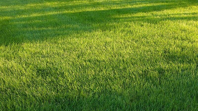 Wy our professional lawn seeding service can help you achieve thick, healthy turf with vibrant color