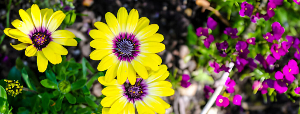 Why Is Flower Bed Maintenance Important?