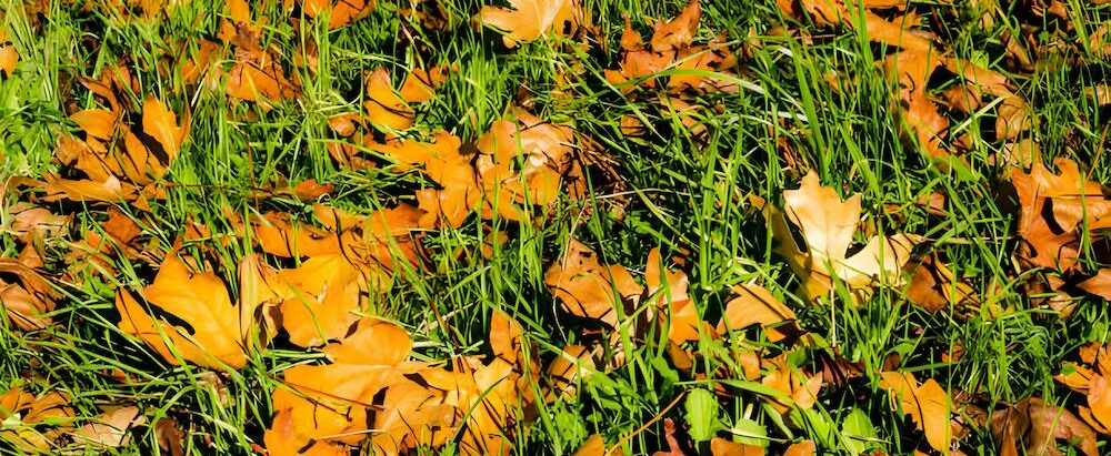 Why Is Leaf Removal Important?